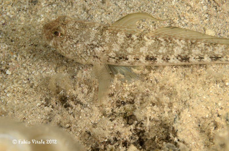 Gobius niger